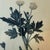 Blue Late 20th Century Pair of 1840s Reproduction Botanical Specimen Prints, Charlock Mustard & Creeping Crowfoot For Sale - Image 8 of 10