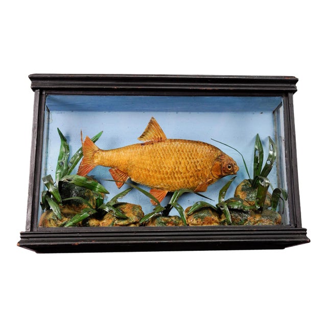 1900s Antique Glass Diorama With Bream For Sale