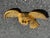 Early 20th C. American Gilt Wood Carved Eagle + Shield Patriotic Icon For Sale - Image 6 of 10