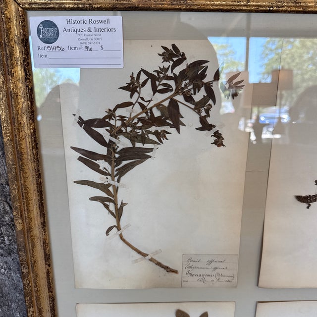 French Preserved Floral Custom French Herbier (Botanical Study) For Sale - Image 3 of 8