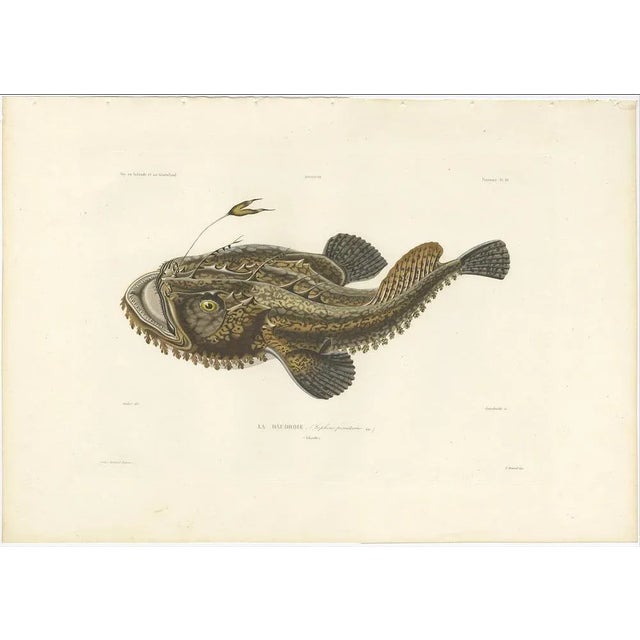 Blanchard, Anglerfish or Monkfish, 1845, Hand-Colored Lithograph For Sale - Image 3 of 10