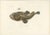 Blanchard, Anglerfish or Monkfish, 1845, Hand-Colored Lithograph For Sale - Image 3 of 10