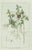 Buchoz, Clematis Species, 1785, Print For Sale - Image 3 of 5