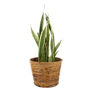 Midcentury Bamboo and Rattan Basket by Vivai Del Sud, 1970s For Sale