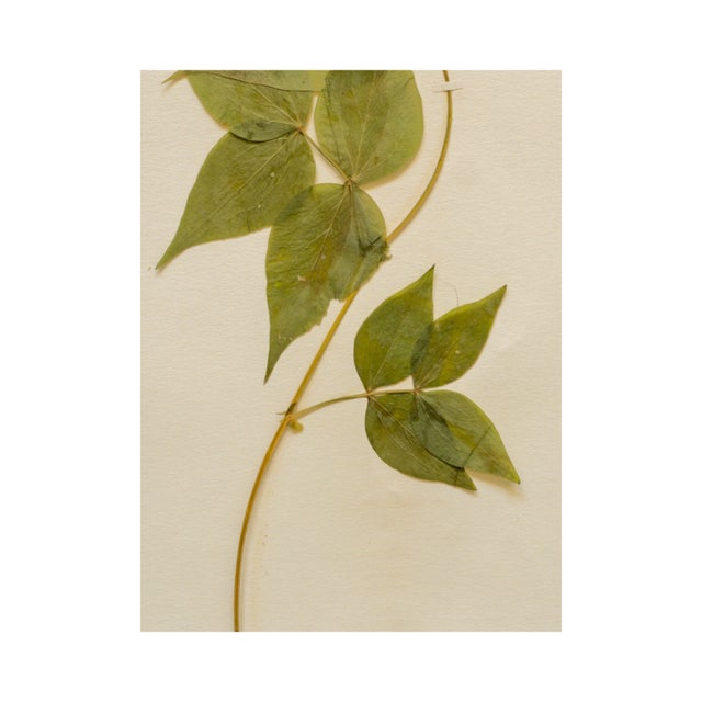 Antique Swedish Herbarium - Spring Pea, circa 1908