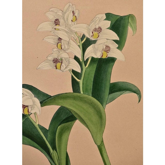 Realism Orchids: Framed 19th C. Hand-Colored Engraving of "Trichosma Suavis" by J. Fitch, 1882 For Sale - Image 3 of 6
