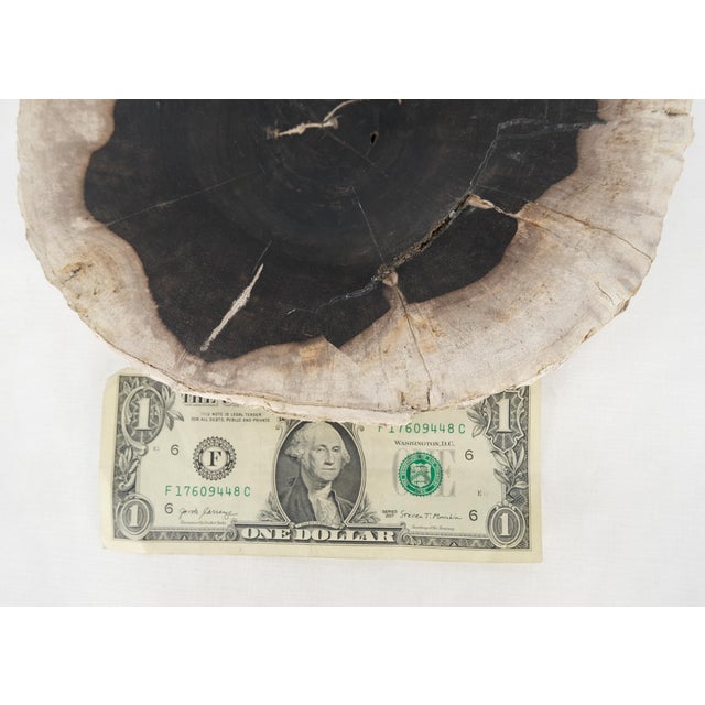 Black Petrified Wood Round Black & Beige Bowl Dish Large Plate For Sale - Image 8 of 8