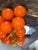 1960s 1960s Mid-Century Modern Bright Orange Lucite Grape Cluster" For Sale - Image 5 of 8