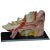Vintage Teaching Aid Model of an Ear Somso Ca. 1960 For Sale
