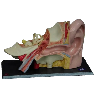 Vintage Teaching Aid Model of an Ear Somso Ca. 1960