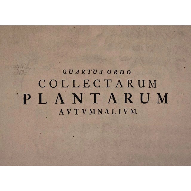 Basilius Besler Cactus & Rose of Jericho Plants: A Besler Hand-colored Botanical Engraving, 1713 For Sale In San Francisco - Image 6 of 6