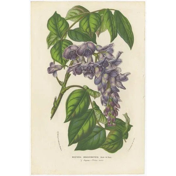 Set of six antique botany prints titled 'Wisteria Brachybotrys - Scutellaria Villosa - Lilium Thomsonianum - Salvia...