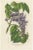 Set of six antique botany prints titled 'Wisteria Brachybotrys - Scutellaria Villosa - Lilium Thomsonianum - Salvia...