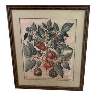 Antique Hand-Colored Engraving — Tomato & Melon Botanical Print After Basilius Besler, Framed For Sale
