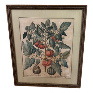 Antique Hand-Colored Engraving — Tomato & Melon Botanical Print After Basilius Besler, Framed