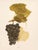 A magnificent original antique photogravure (print) of Eaton Grapes by Ulysses Prentiss Hedrick (1870-1951). Superb...
