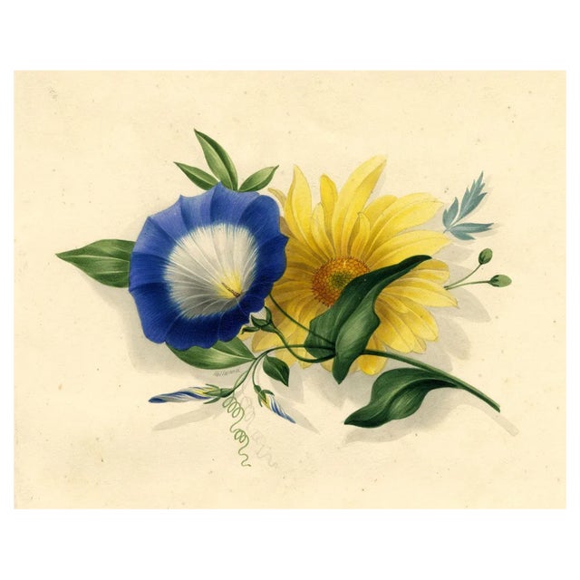 James Holland OWS, Morning Glory & Marguerite Daisy Flower, 1825, Watercolour For Sale