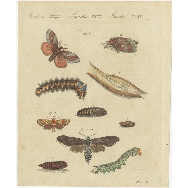 Bertuch, Moth Life Cycles with Caterpillars, 1815, Print For Sale - Image 3 of 12
