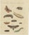 Bertuch, Moth Life Cycles with Caterpillars, 1815, Print For Sale - Image 3 of 12