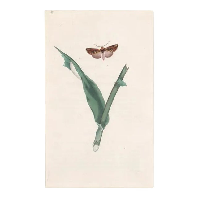 1802 Antique Gold Spot Moth Handcolored Engraving For Sale