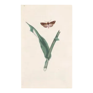 1802 Antique Gold Spot Moth Handcolored Engraving