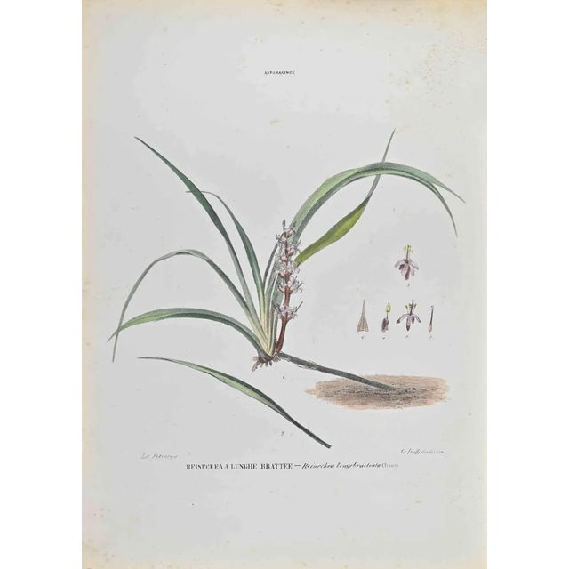 Vincenzo Tenore, Reinechea Longebracteuta, Lithograph, 1870s For Sale