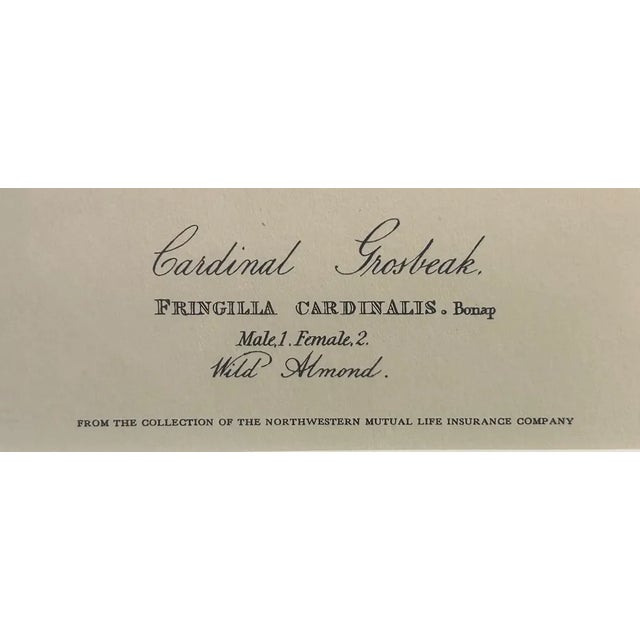 Vintage Audubon Society Cardinal & Grosbeak Framed Print - 24x29 Bird Art For Sale - Image 9 of 12