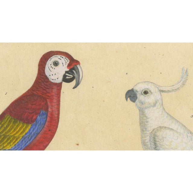 Early 19th Century Brodtmann, Macaw, Cockatoo & Amazon Parrots, 1816, Lithograph For Sale - Image 5 of 10