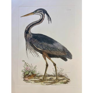 1990s Purple Heron After Selby, Large Cottage Print For Sale