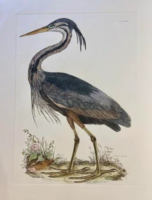 1990s Purple Heron After Selby, Large Cottage Print
