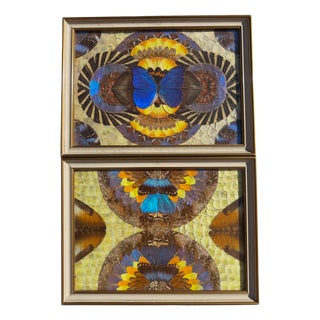 Brazilian Artist, Natural Morpho Butterflies, 1950s, Paintings, Set of 2 For Sale