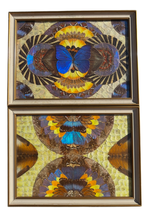 Brazilian Artist, Natural Morpho Butterflies, 1950s, Paintings, Set of 2