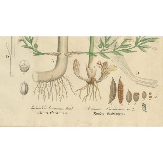 Elettaria & Amomum Species, 1800s, Paper For Sale - Image 5 of 10
