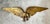 Vintage Gold Painted Metal Eagle Wall Sculpture For Sale - Image 15 of 17