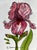 Original watercolor ink and wash painting of a pretty pink iris from my farm. This painting is approximately 4.5 x 6...