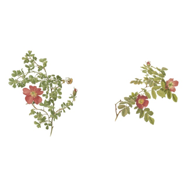 Parsons, Roses, 1914, Lithographs, Set of 2 For Sale