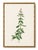 Basil Herb by Redouté, Vintage Botanical Art Print, 30" X 40" For Sale In Buffalo - Image 6 of 9