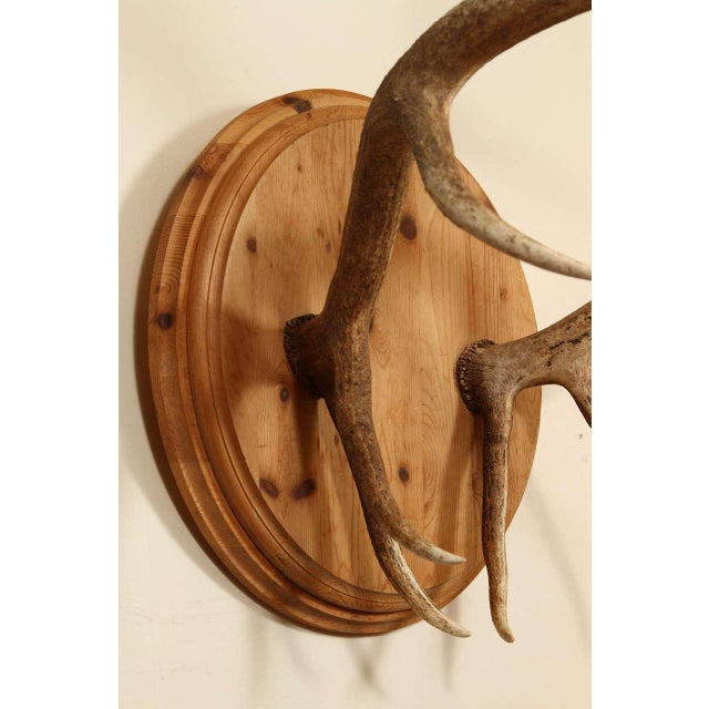 Wood Pair of Elk Antlers Mounted on Pine For Sale - Image 7 of 9