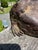 Bronze Frog Sculpture For Sale - Image 9 of 11