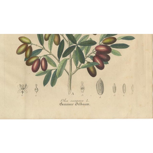 Olive Botanical Print, 1800s, Paper For Sale - Image 5 of 10
