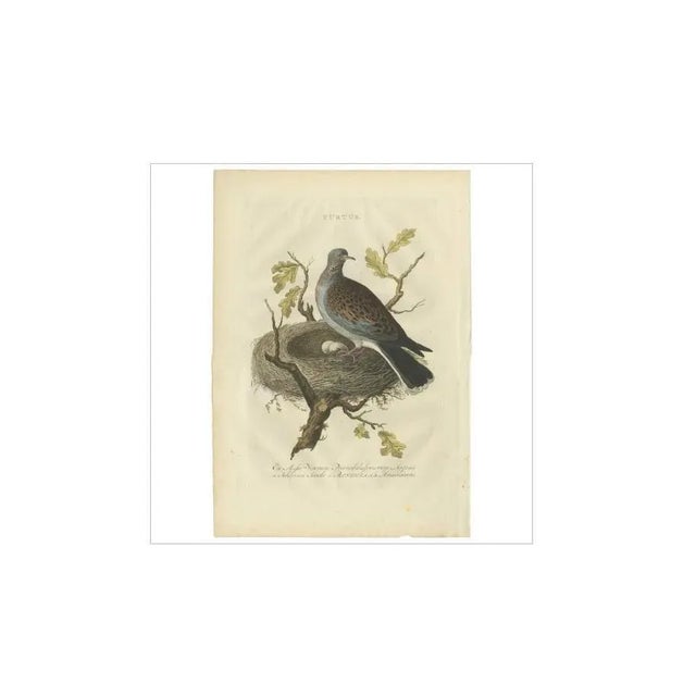 Antique print titled 'turtur'. The european turtle dove (streptopelia turtur) is a member of the bird family columbidae,...