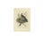 Antique print titled 'turtur'. The european turtle dove (streptopelia turtur) is a member of the bird family columbidae,...