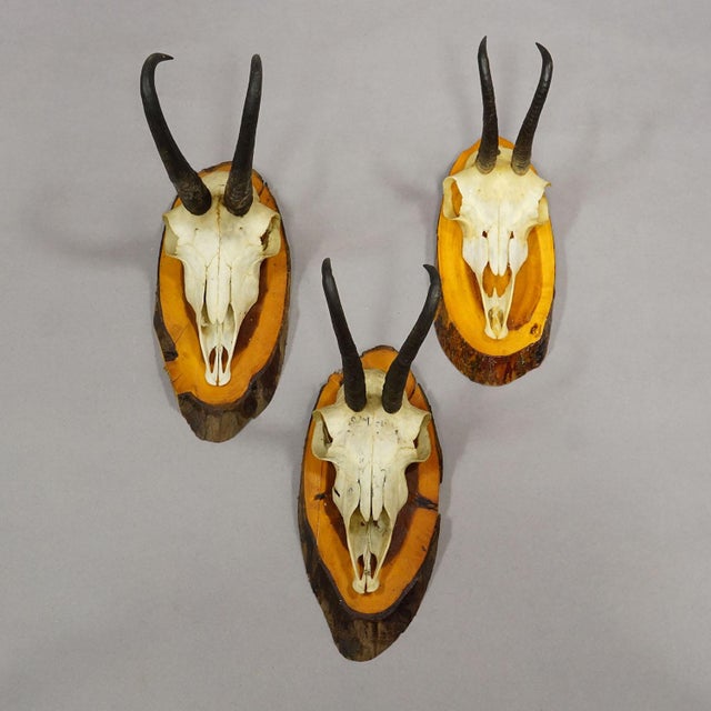 1960s Set of Six Chamois Trophies on Birch Slices Germany Ca. 1960s For Sale - Image 5 of 7