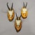 1960s Set of Six Chamois Trophies on Birch Slices Germany Ca. 1960s For Sale - Image 5 of 7