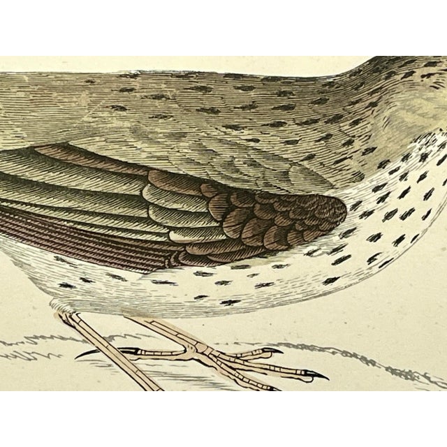 Cream Antique Bird Print From England Showcasing an Adorable Meadow Pip - Circa 1888 For Sale - Image 8 of 12