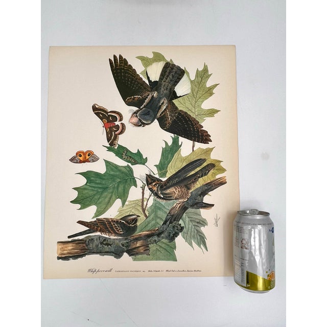 Audubon Bird Print – “Whippoorwill”, 1964 Abrams Folio – Vintage Ornithology Art 1964 print from "The Audubon Folio: Great...