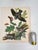 Audubon Bird Print – “Whippoorwill”, 1964 Abrams Folio – Vintage Ornithology Art 1964 print from "The Audubon Folio: Great...