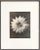 Karl Blossfeldt, Natural Grace, 1942, Photogravure, Framed For Sale - Image 6 of 6