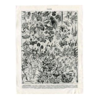 “Fleurs - Plantes De Serres" Giclee Print of an Antique Floral Encyclopedia Page Illustrated by Millot - Black and Off-White Colorway - For Sale