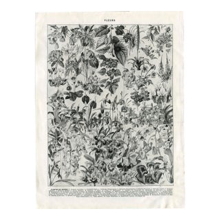 “Fleurs - Plantes De Serres" Giclee Print of an Antique Floral Encyclopedia Page Illustrated by Millot - Black and Off-White Colorway For Sale